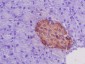 Anti-Insulin Rabbit Monoclonal Antibody